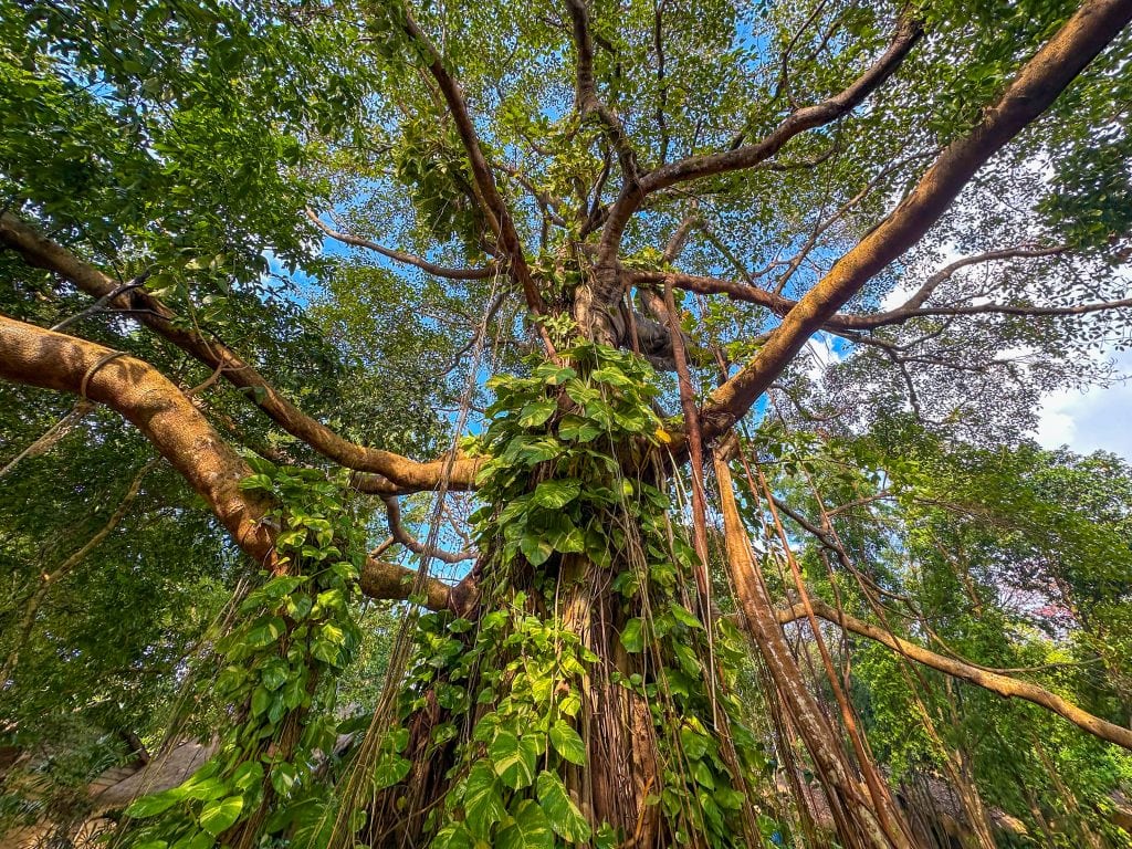 The Grandfather Tree, Whispers of the Ancestors & My Homecoming
